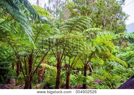 Big Tree Fern On Rain Forest At Siriphum Waterfall At Doi Inthanon National Park, Chiang Mai, Thaila