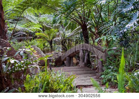 Big Tree Fern On Rain Forest At Siriphum Waterfall With Stone Bridge And Stone Walkway At Doi Inthan