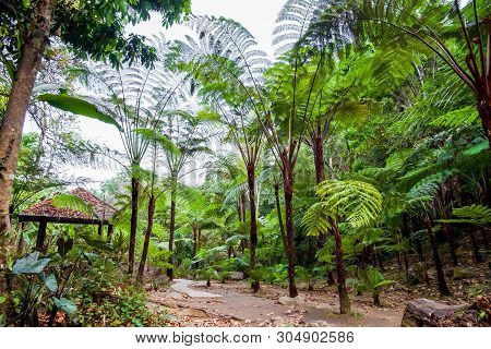 Big Tree Fern On Rain Forest At Siriphum Waterfall With Stone Walkway And Pavilion At Doi Inthanon N