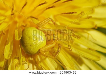 Flower Spider Sitting On A Blossoming Dandelion