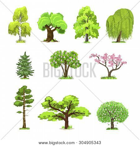 Deciduous Trees In Four Seasons - Spring, Summer, Autumn, Winter. Nature And Ecology. Natural Object