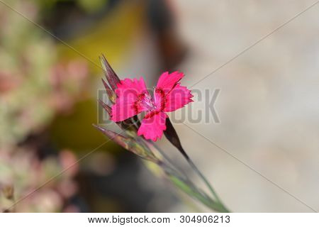 Maiden Pink Splendens - Latin Name - Dianthus Deltoides Splendens