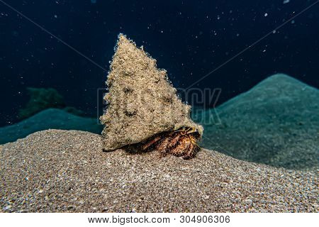 Bristled Hermit Crab In The Red Sea Colorful And Beautiful, Eilat Israel