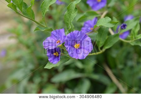 Blue Potato Bush - Latin Name - Lycianthes Rantonnetii