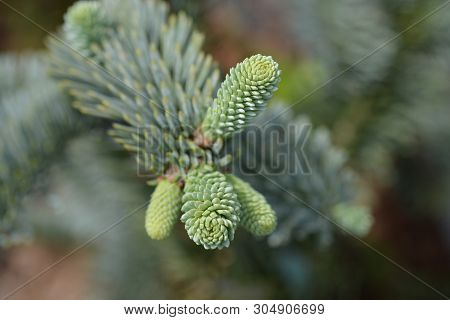 Blue Noble Fir - Latin Name - Abies Procera Glauca