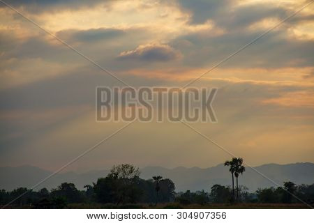 Evening Weather In The Field, Golden Cloud And Sky With Silhouette Sugar Palm Trees. Sun Light Are S