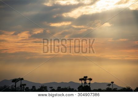 Evening Weather, Golden Cloud And Sky With Silhouette Sugar Palm Trees In The Field. Sun Light Are S
