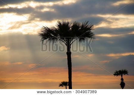 Evening Weather, Golden Cloud And Sky With Silhouette Sugar Palm Trees In The Field. Sun Light Are S