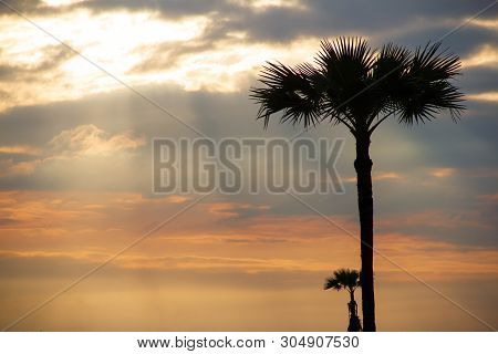 Evening Weather, Silhouette Sugar Palm Trees In The Field With Sun Light Are Shone Through The Cloud