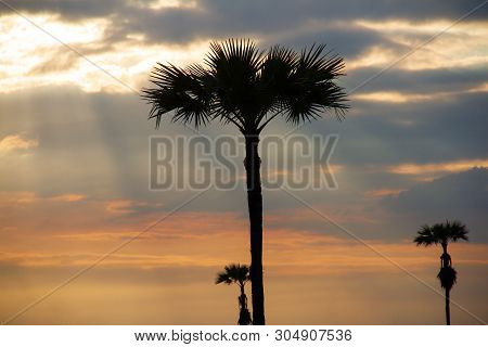 Evening Weather, Silhouette Sugar Palm Trees In The Field With Sun Light Are Shone Through The Cloud