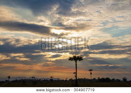 Evening Weather, Golden Cloud And Sky With Silhouette Sugar Palm Trees In The Field. Sun Light Are S