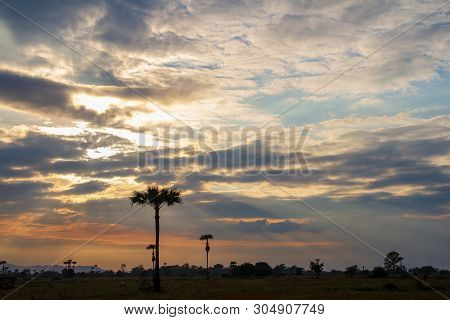 Evening Weather, Golden Cloud And Sky With Silhouette Sugar Palm Trees In The Field. Sun Light Are S