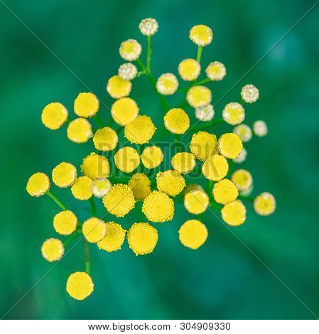 Tansy Flowers Close Up. Tanacetum Vulgare Blossom Plant. Yellow Healthy Herb Flowers, Macro View.