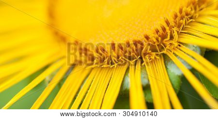 Beautiful Bright Yellow Elecampane