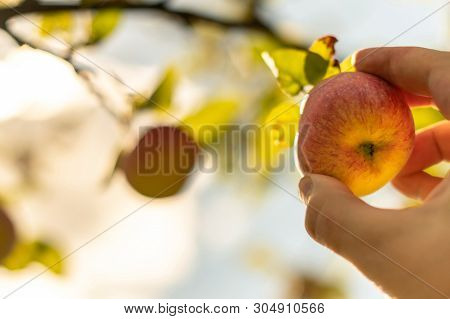 Apple Harvesting. Farmer Hand Picks Ripe Mellow Apple From Tree. Start Of Harvest Season In Orchard.