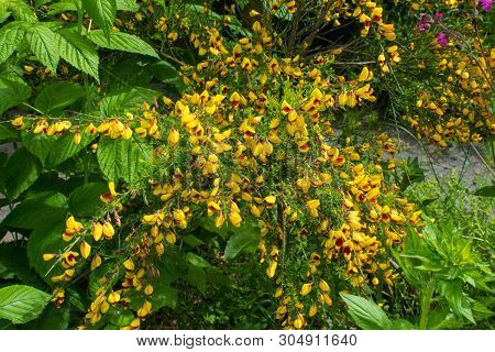 Yellow And Red Flowers On A Cytisus Scoparius, A Perennial Leguminous Shrub Also Known As Common Bro