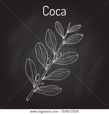 Erythroxylum Coca. Hand Drawn Botanical Vector Illustration