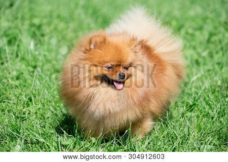 Cute Pomeranian Spitz Puppy Is Walking On A Green Meadow. Deutscher Spitz Or Zwergspitz. Pet Animals