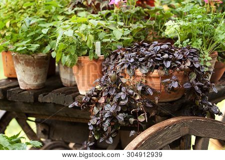 Several Ceramic Flower Pots With Fluffy Plants And Flowers Stand On A Wooden Cart