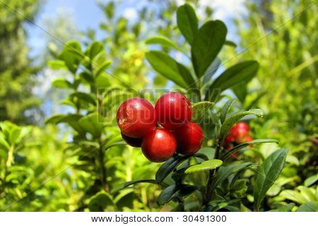 Foxberries