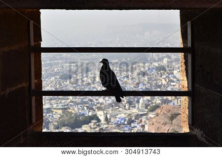 One Pigeon Sitting In Window Of Mehrangarh Fort Against Aerial View To The Blue City Or Jodhpur. Raj