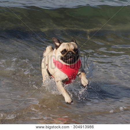 Happy Pug Splashes In Water At Beach, Pet Enjoys Beach Lifestyle, Cute Happy Pug Running Towards Own