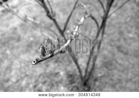Young Lilac Close Up In Black And White. Natural Texture Asbackground.
