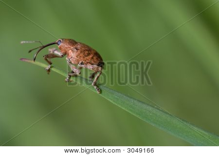 Weevil