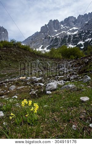 Flower At The Wilder Kaiser Mountain Range In Austria