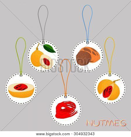 Illustration On Theme Big Set Different Types Spice Nutmeg, Nuts Various Size. Nutmeg Pattern Consis