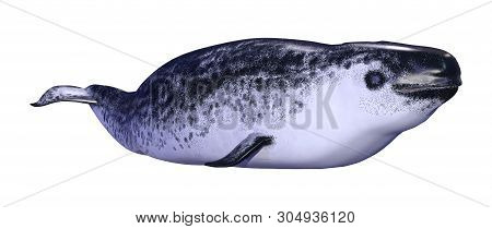 3D Rendering Female Narwhal On White