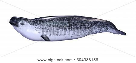 3D Rendering Female Narwhal On White