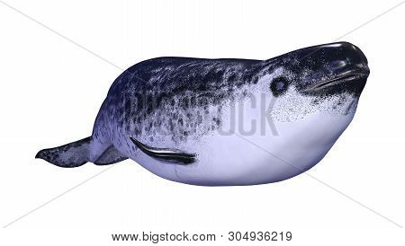 3D Rendering Female Narwhal On White