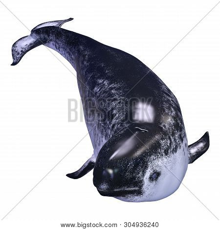 3D Rendering Female Narwhal On White
