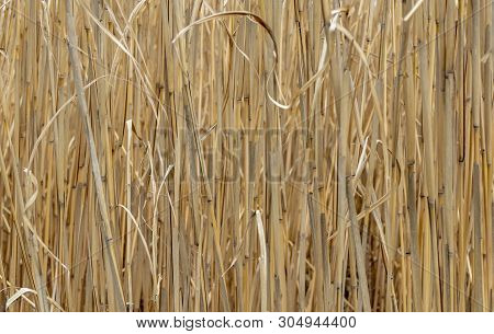 Full Frame Closeup Shot Showing Lots Of Reed Stipes