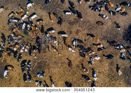 Aerial View. Cattle On Arid Soil. The Crisis Of Agriculture. The Global Problem Of Food Shortages.