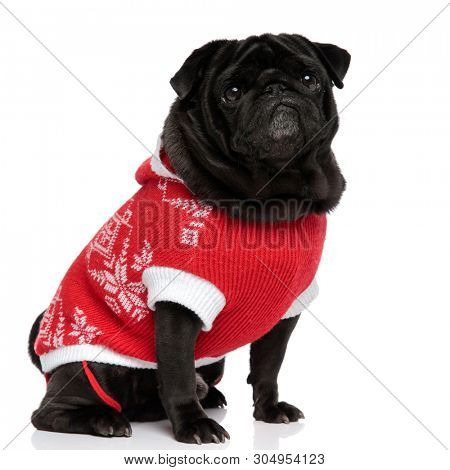 Dutiful pug sitting and looing forward while having its mouth closed and wearing a christmas jacket on white studio background