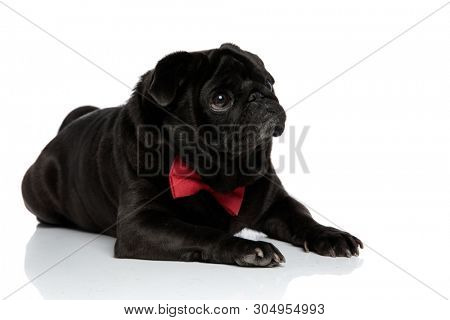 Harmless pug looking to the side with puppy eyes and begging while wearing a red bowtie and lying down on white studio background