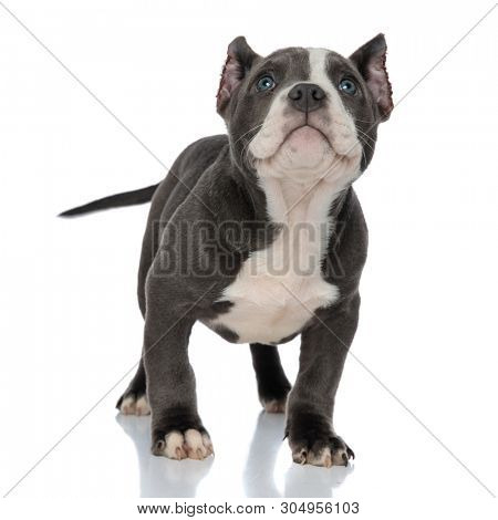 Adorable American Bully puppy looking upwards and wiggling his tail while standing on white studio background