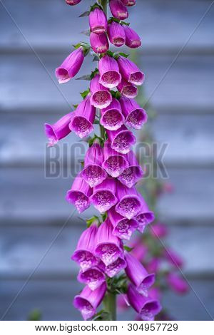 Digitalis Purpurea - Colorful Common Foxglove Purple Flowers In Garden.