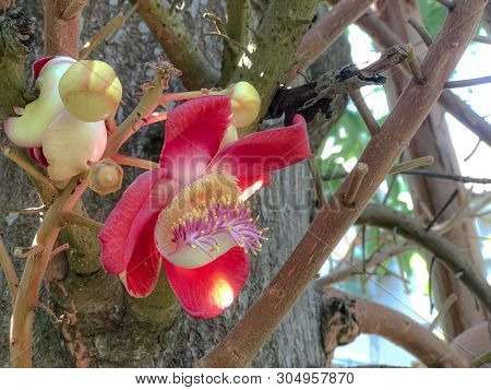 Sal Flower And Big Tree On Park At Outdoor.