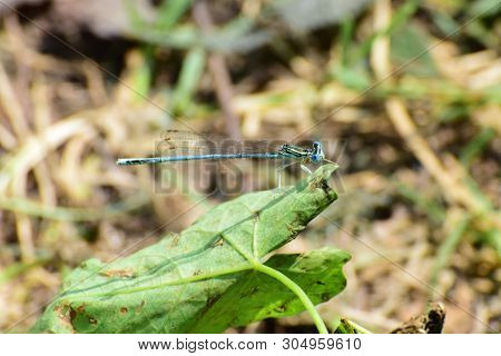 Macro Of The Summer Blue Male Dragonfly Platycnemis Pennipes Resting On A Green Leaf In The Foothill