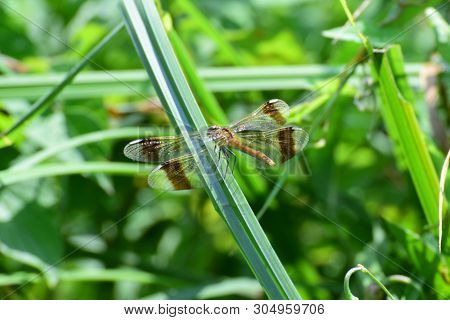 Close-up Of A Female Dragonfly Sympetrum Pedemontanum Resting On A Green Leaf In The Foothills Of Th