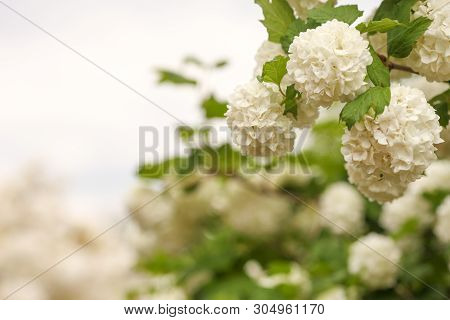 Viburnum Opulus, Water Elder, Cramp Bark, Snowball Tree And European Cranberrybush, White Flower