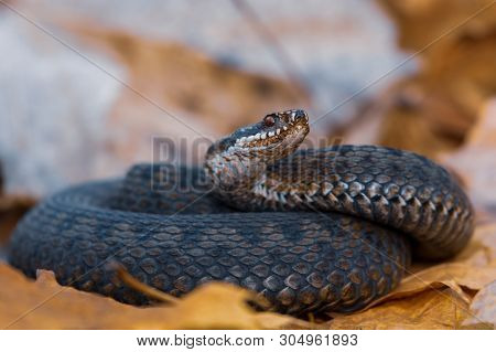 Grass Snake Natrix Natrix Close-up Czech Republic