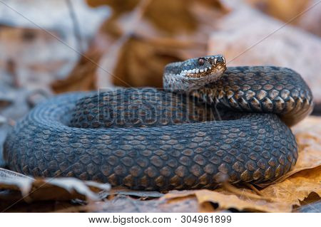 Grass Snake Natrix Natrix Close-up Czech Republic