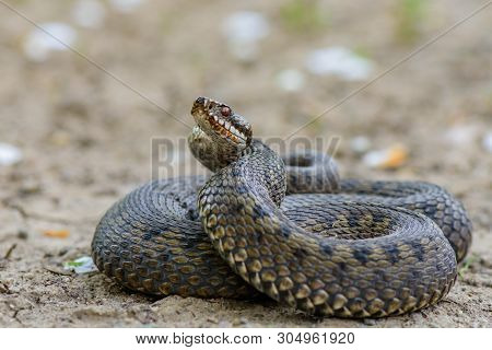 Grass Snake Natrix Natrix Close-up Czech Republic