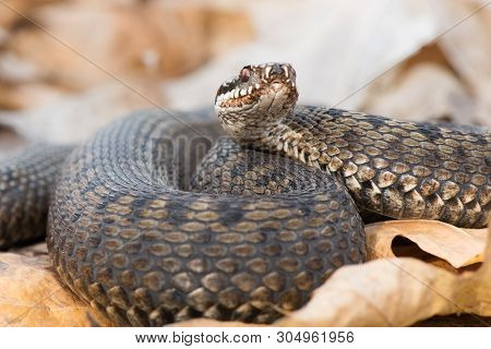 Grass Snake Natrix Natrix Close-up Czech Republic
