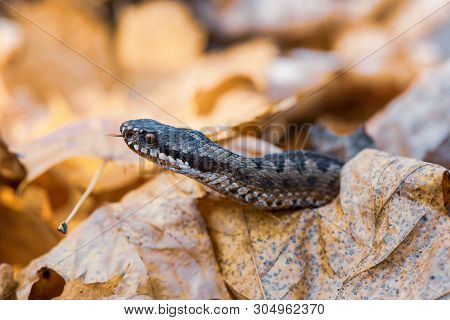 Grass Snake Natrix Natrix Close-up Czech Republic
