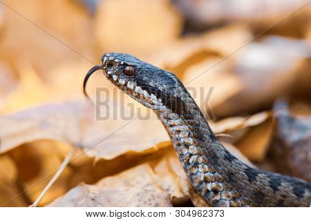 Grass Snake Natrix Natrix Close-up Czech Republic